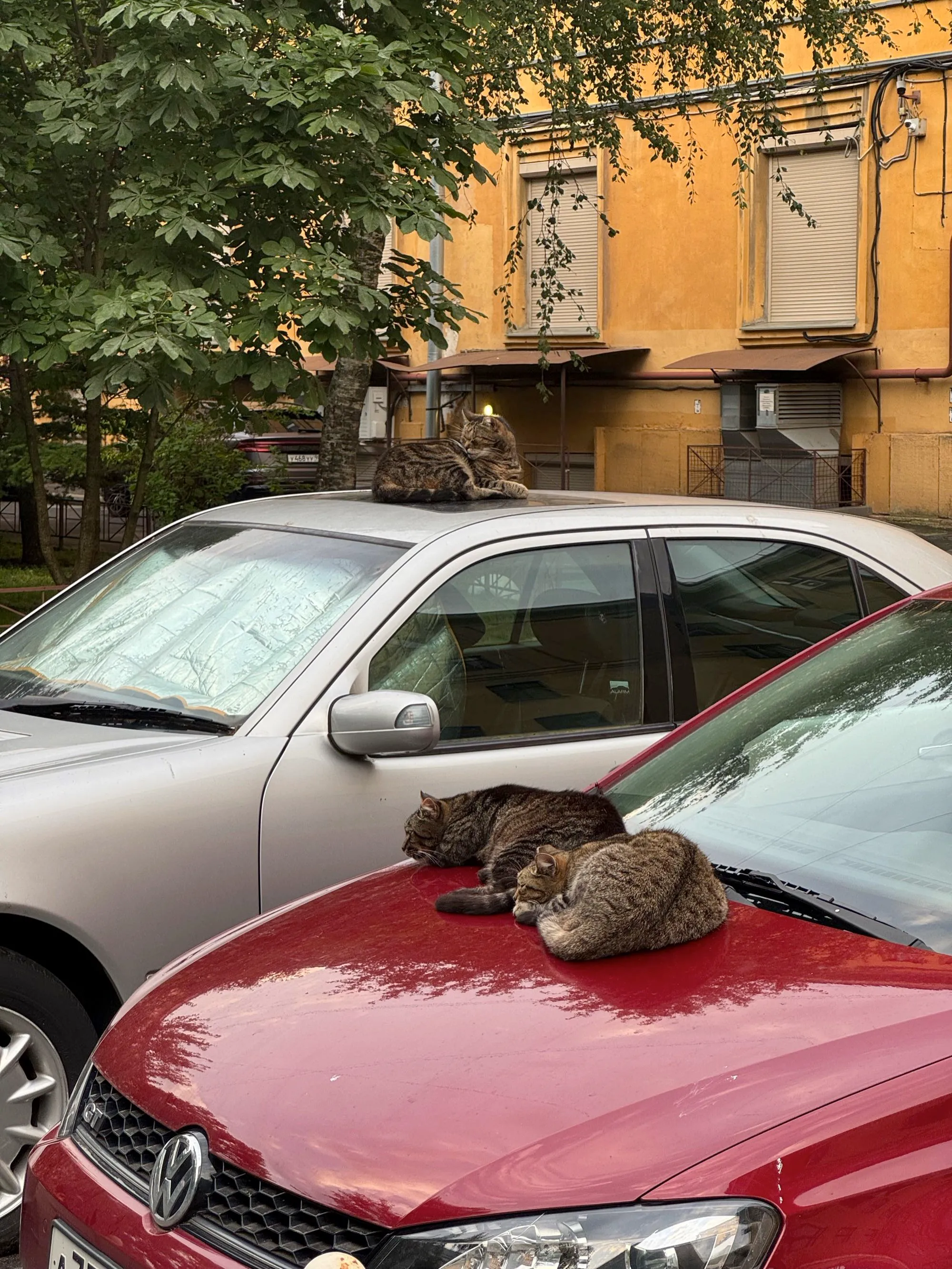 Коты лежат на автомобилях