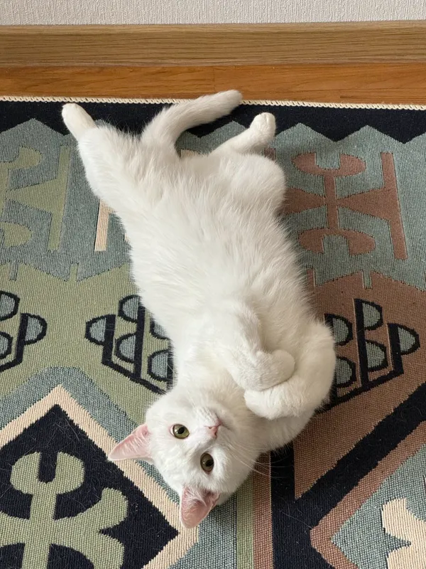 Кошка Милка